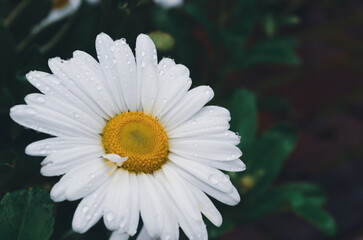 Obraz premium White daisy flower in the rain, covered in water droplets