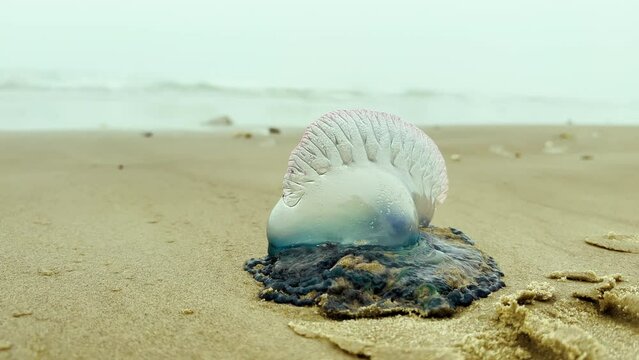 Atlantic Portuguese Man o' war Physalia physalis on the beach. jellyfish. Close up view footage
