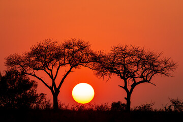 Fototapeta premium sunset with tree