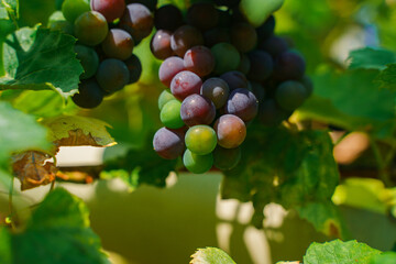 Large grapes ripen on a branch
