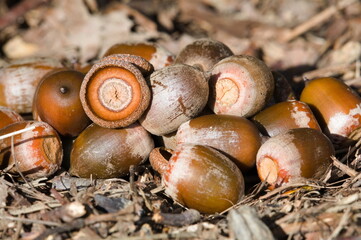 Heap of acorns under the oak tree in autumn. Czech republic nature. Ideal food for animals.