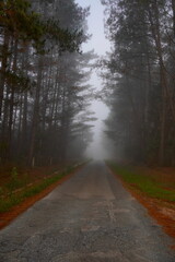 Carretera secundaria cruzando un bosque con niebla