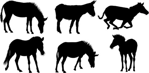 silueta, caballo, animal, vector, animal,  - obrazy, fototapety, plakaty