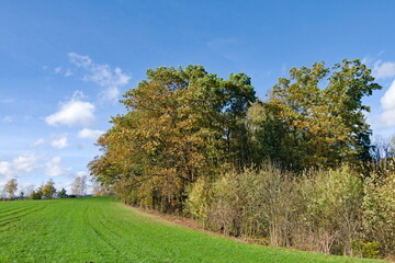 Fototapeta na wymiar Colorful autumn landscape. Foliage with colorful leaves on the meadow and blue sky on the background. Sunny november day. 
