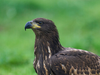 White-tailed eagle (Haliaeetus albicilla)