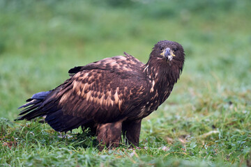 White-tailed eagle (haliaeetus albicilla)