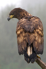 White-tailed eagle (haliaeetus albicilla)