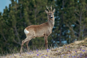 Wild european male roe deer or roe buck (Capreolus capreolus) standing proudly in an alpine glade...