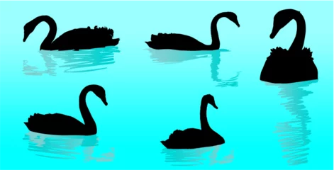 Poster ave, cisne, animal, acuático © fergomez