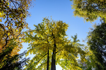 Obraz premium Vivid yellow and green leaves of Ginkgo biloba or Maidenhair tree towards clear blue sky in a garden during a sunny autumn day, beautiful outdoor background photographed with soft focus.