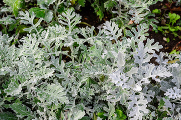 Small leaves of Jacobaea maritima plants known as Senecio cineraria or silver ragwort in a garden in a sunny autumn day, beautiful outdoor floral background.