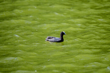 One small black Eurasian coot bird also known as common or Australian coot, swiming on a lake in a sunny summer day.