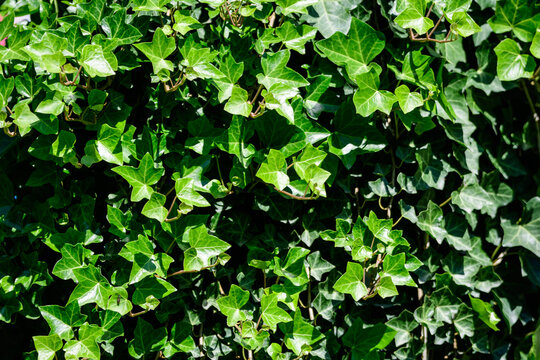 White and green leaves of Hedera helix, the common ivy, English or European ivy plant in an autumn garden, beautiful outdoor monochrome background.