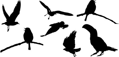 aves, ave, silueta, vector