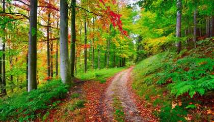 Fototapeta premium Forest Trail with Vibrant Foliage
