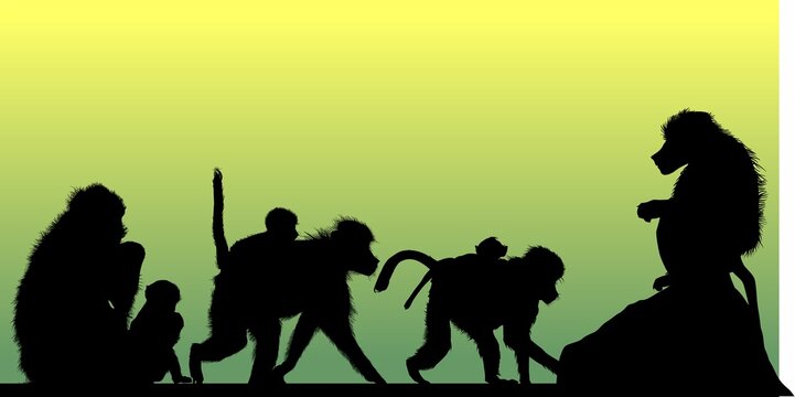 chango, gorila, orangutan