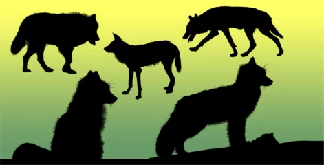 Poster silueta, animal, perro, vector, zorro © fergomez