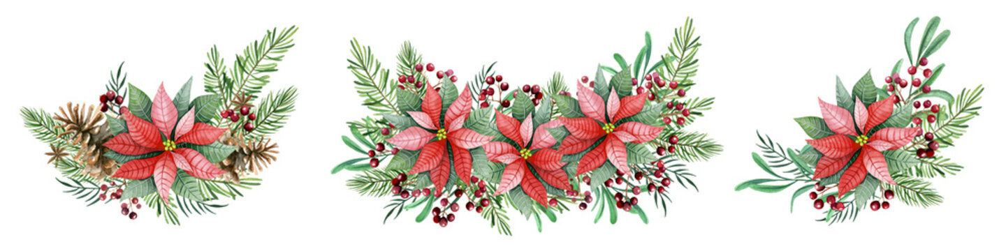 Christmas compositions with poinsettia flowers, leaves, red berries, spruce branches. Hand drawn isolated watercolor illustrations.