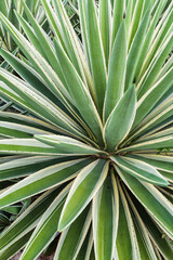 Fototapeta premium Striped Agave leaves in Mexico, Background, details, texture, pattern 
