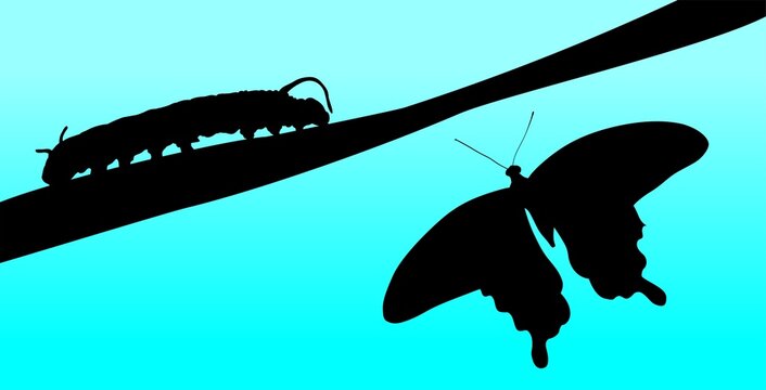 vector, ilustraci&oacute;n, mariposa, oruga