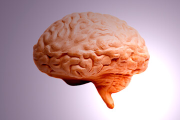 Human brain anatomical model concept of health care