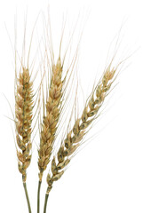 Fototapeta premium Wheat