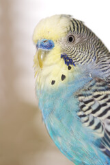Budgie