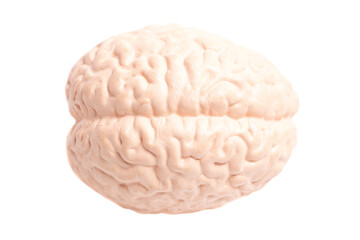 Human brain anatomical model isolated on white background