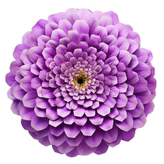 a pink flower (lilac and Zinnia) isolated on a transparent background, with a PNG cutout or clipping path