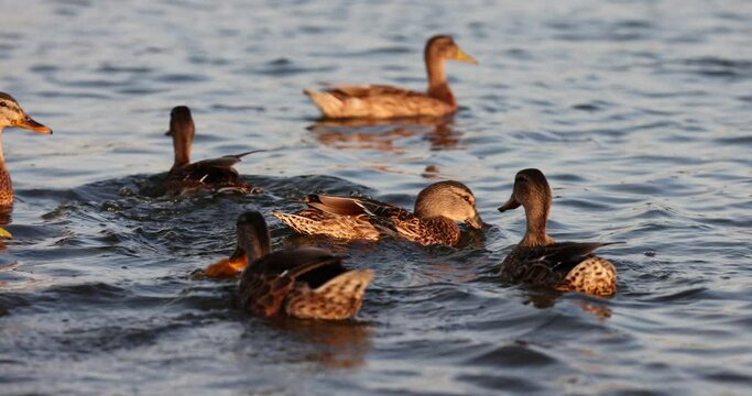 wild ducks swimming on the lake at sunset, wild birds ducks while feeding at sunset