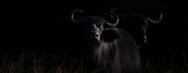 Silhouettes of two Cape buffalo in panorama mode with dark background. Photo taken in Akagera, Rwanda