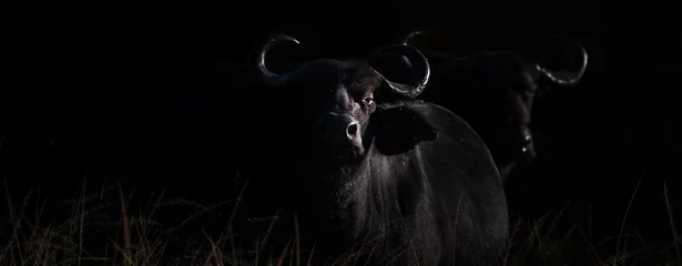 Silhouettes of two Cape buffalo in panorama mode with dark background. Photo taken in Akagera, Rwanda © Nicole
