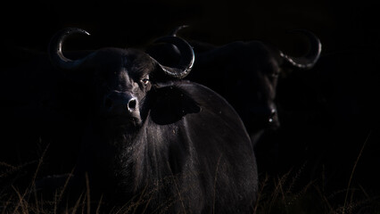 African buffalo (Cape buffalo) with dark backdrop in landscape format, photo taken in Akagera,...