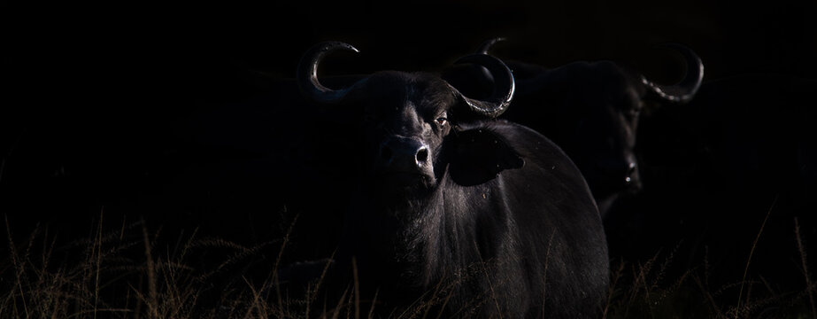 Silhouettes of two Cape buffalo in panorama mode with dark background. Photo taken in Akagera, Rwanda