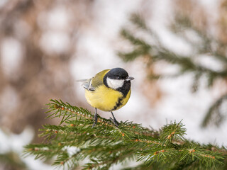 Cute bird Great tit, songbird sitting on the fir branch with snow in winter