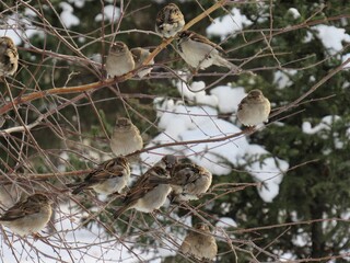 pine cones in snow