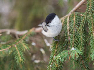 Cute bird the willow tit, song bird sitting on the fir branch with snow in winter