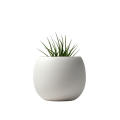 a green grass (agave) in a huge white vase, home decor,  isolated on a transparent background. PNG cutout or clipping path.