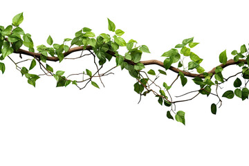 Panoramic tropical vine hanging ivy plant bush frame with border, with copy space for text and branches, isolated on a transparent background. PNG cutout or clipping path.