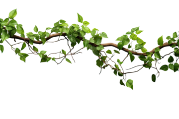 Panoramic tropical vine hanging ivy plant bush frame with border, with copy space for text and branches, isolated on a transparent background. PNG cutout or clipping path.
