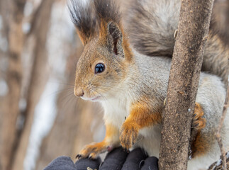 The squirrel sits on a branches without leaves in the winter or autumn