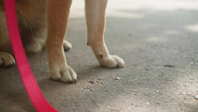Shiba inu walking in tha park with woman owner on sunny day. Japan dog close-up. Fox dog. shiba inu, hachiko, japanese dog, puppy in nature, dog true friend
