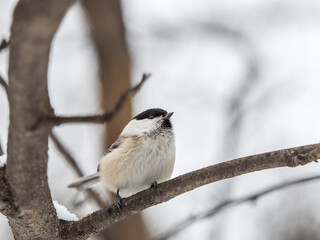 Cute bird the willow tit, song bird sitting on a branch without leaves in the winter.