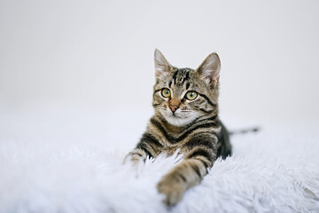 Little kitten on a white blanket. Kitty three months 