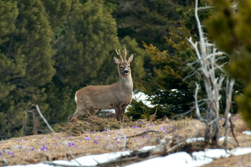 Male roe deer standing in a snowy meadow on forest background. Wild roe buck in its alpine habitat. Capreolus capreolus - Alpril - horizontal.