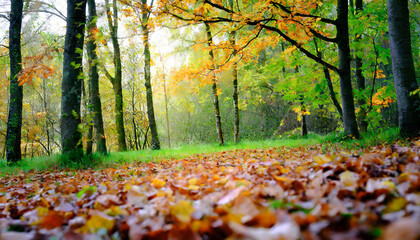 Autumn Leaves in a Woodland Glade
