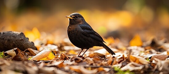 A blackbird commonly found stands on the earth beneath foliage as it searches for nourishment
