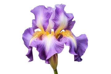 blossoming iris flower close-up, isolated on a transparent background. PNG, cutout, or clipping path.
