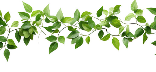 tropical vine hanging ivy plant, bush, or grapes ivy frame with border with copy space for text and branches, isolated on a transparent background. PNG cutout or clipping path. - obrazy, fototapety, plakaty