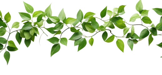 tropical vine hanging ivy plant, bush, or grapes ivy frame with border with copy space for text and branches, isolated on a transparent background. PNG cutout or clipping path.